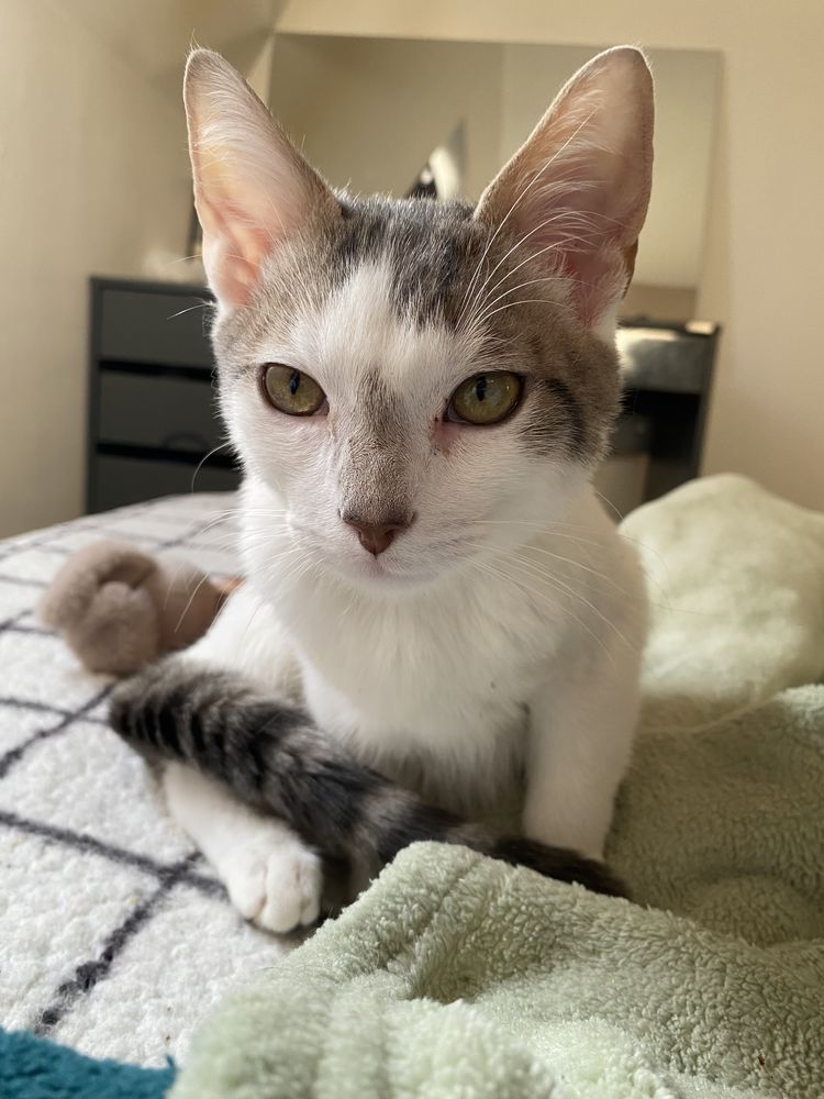 Chatons ??? 150 89100 Paron