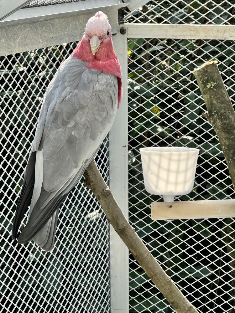 Rosalbin femelle 850 62630 �taples