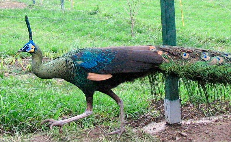 Paon vert  imp&eacute;rator , M&acirc;le adulte bagu&eacute;  souche allemande, 700 38200 Vienne