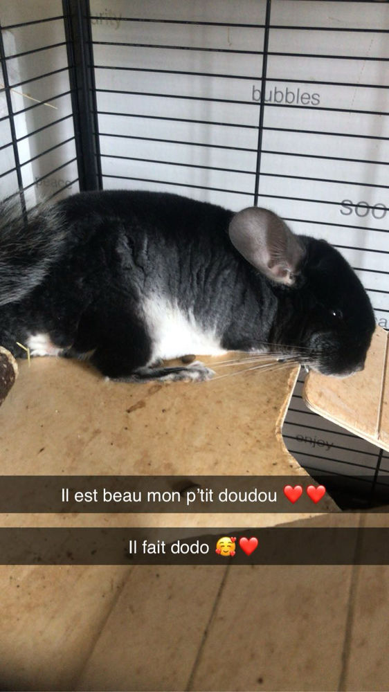3 chinchillas + cage (peuvent &ecirc;tre s&eacute;par&eacute;s) 600 02200 Soissons