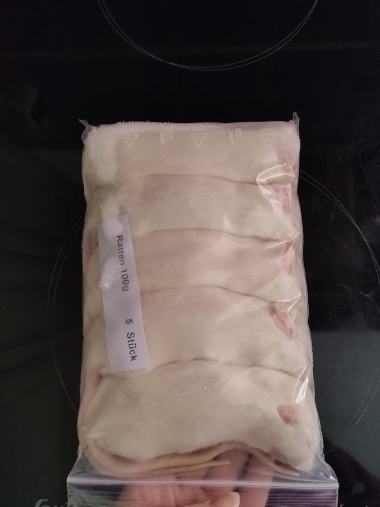 Rats congel&eacute;s (26 rats) 45 44290 Mass�rac