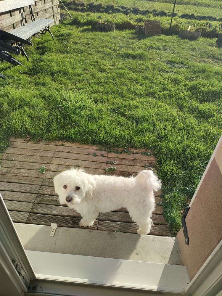 Saillie bichon maltais 150 80100 Abbeville