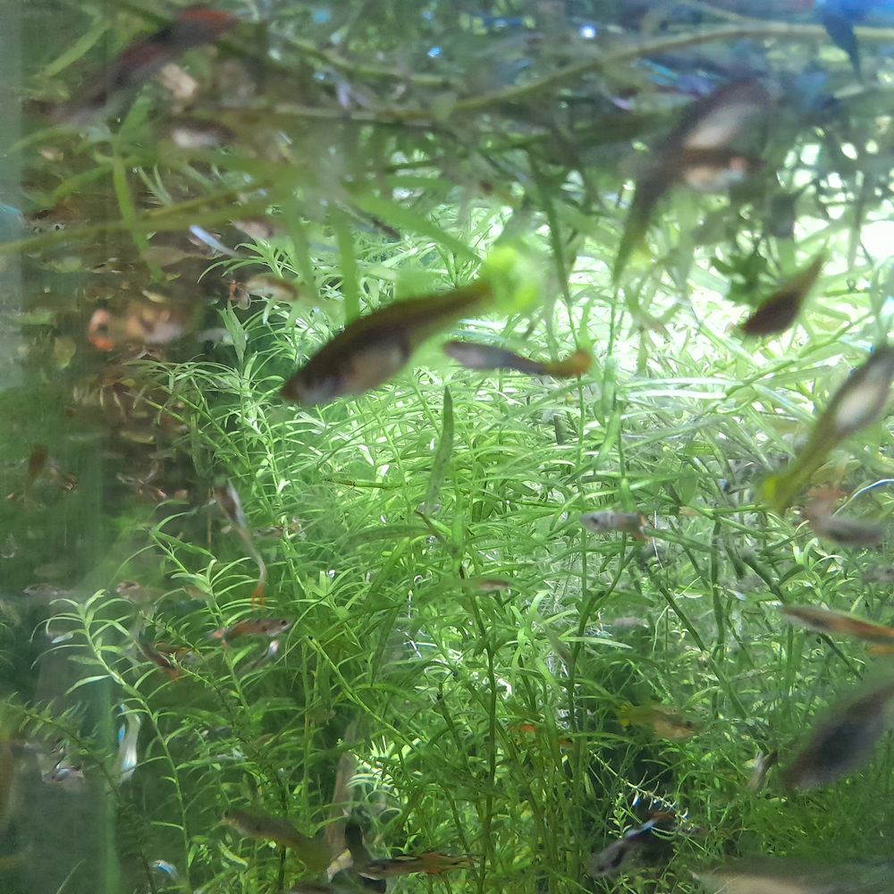 plantes aquarium et guppy 1 01000 Saint-denis-l�s-bourg