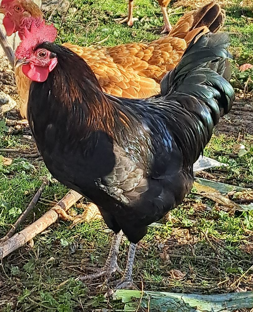  coq de caussade (Aveyron) 15 