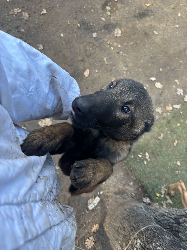 Chiot malinois, lof 700 34720 Caux