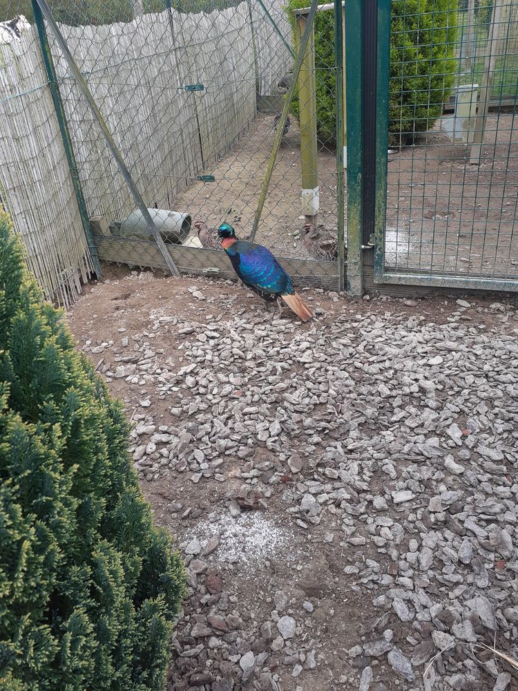 Faisans lophophore resplendissant/argent&eacute;/tragopan temmick 30 14380 Sainte-marie-outre-l'eau