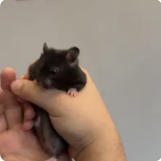 Hamster 13 51100 Reims