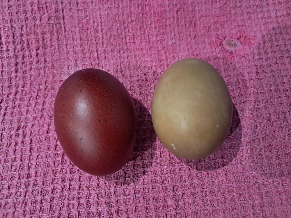 Couples de olive egger 25 86550 Mignaloux-beauvoir