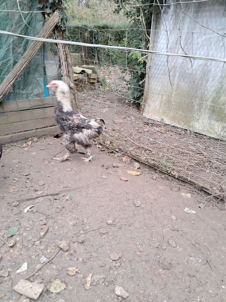 Coqs faverolles fran&ccedil;ais 25 86550 Mignaloux-beauvoir