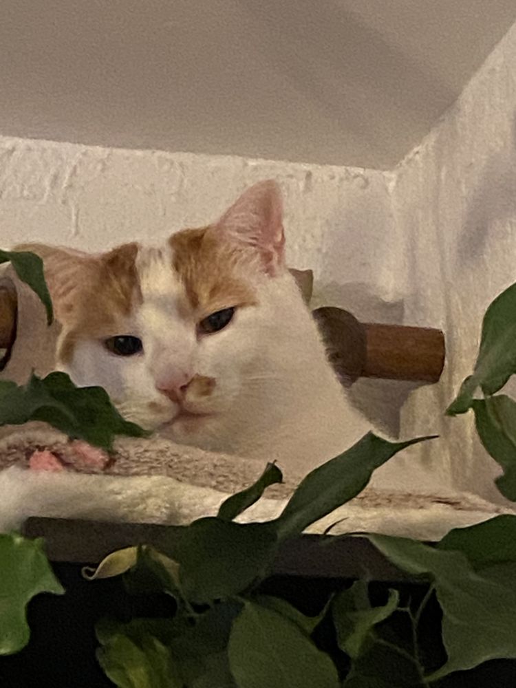 Hyper c&acirc;lin, dort aux pieds, r&eacute;pond comme un chien, 0 06100 Nice