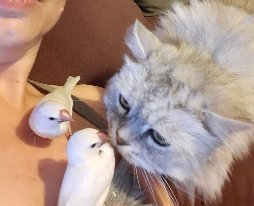 Fada de java 150 31000 Toulouse