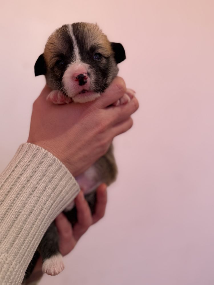 Welsh corgi Pembroke &agrave; r&eacute;server 2300 29270 Carhaix-plouguer