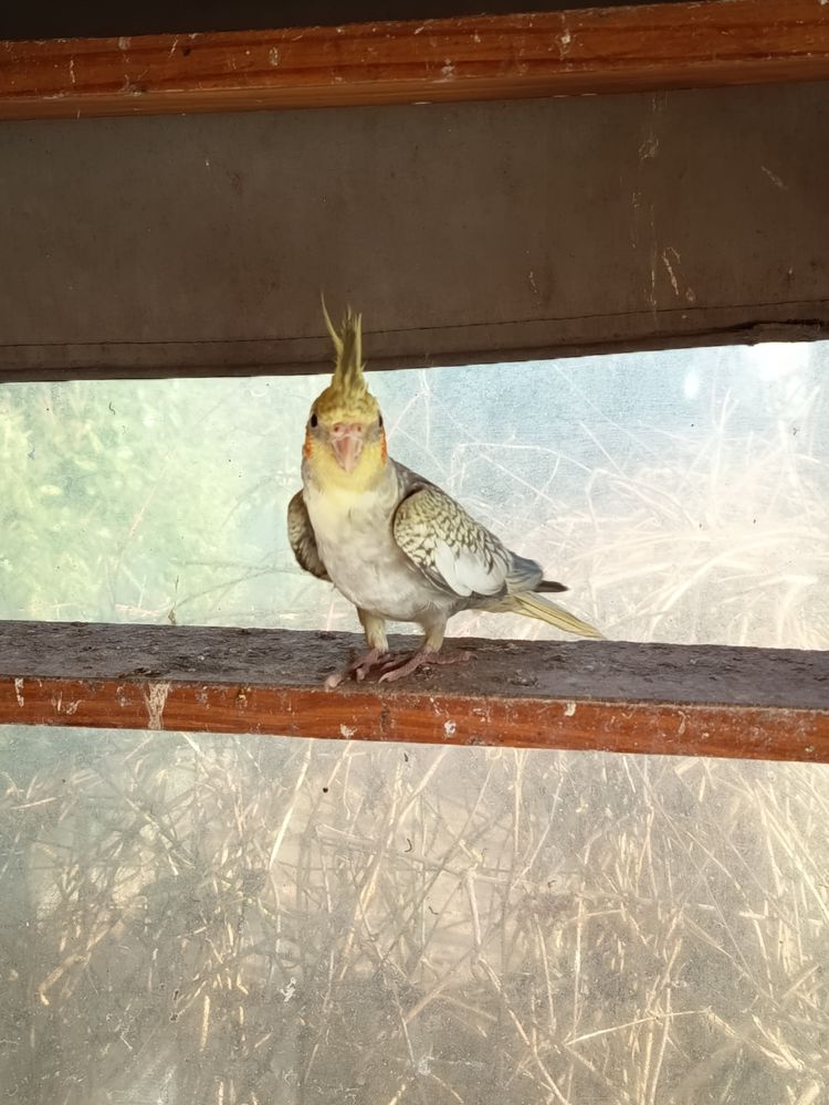 Callopsites 30 35520 Montreuil-le-gast