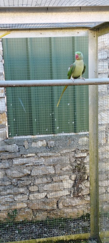 M&acirc;le grand Alexandre 2025 120 16230 Mansle