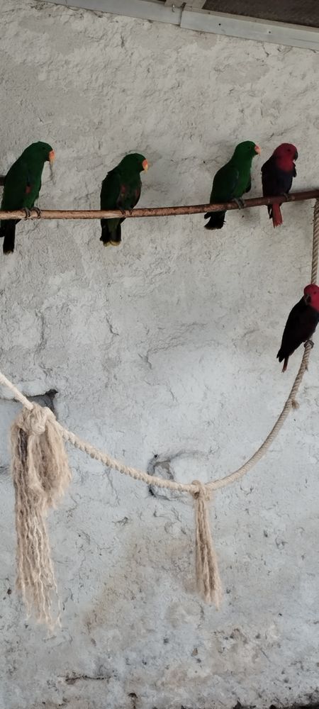 Eclectus polychloros 500 16230 Mansle