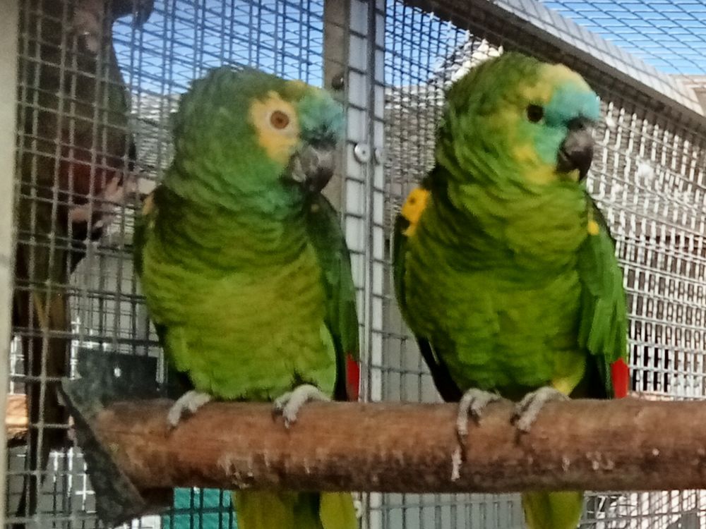 oiseau perroquet amazone a front bleu 800 29420 Plou�nan