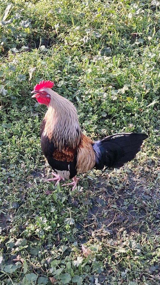 Don de 3 coqs contre bons soins 0 31700 Blagnac