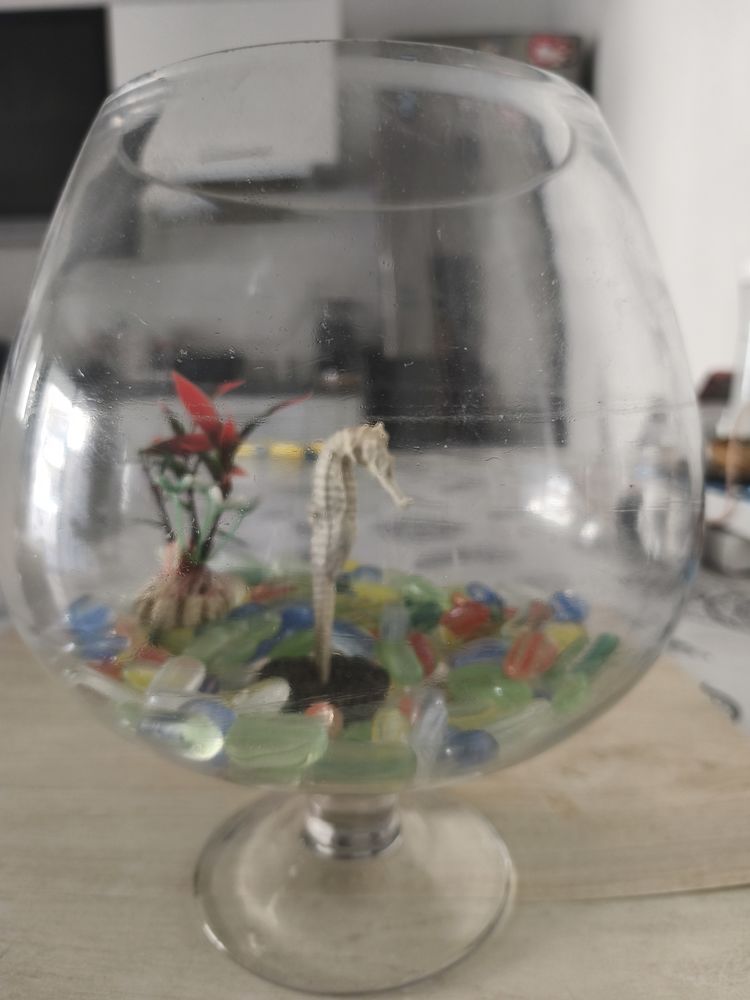 aquarium verre 15 34660 Cournonterral