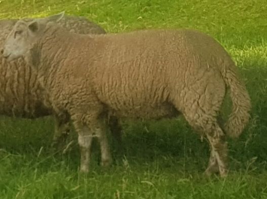 mouton femelle 120 62550 Pernes