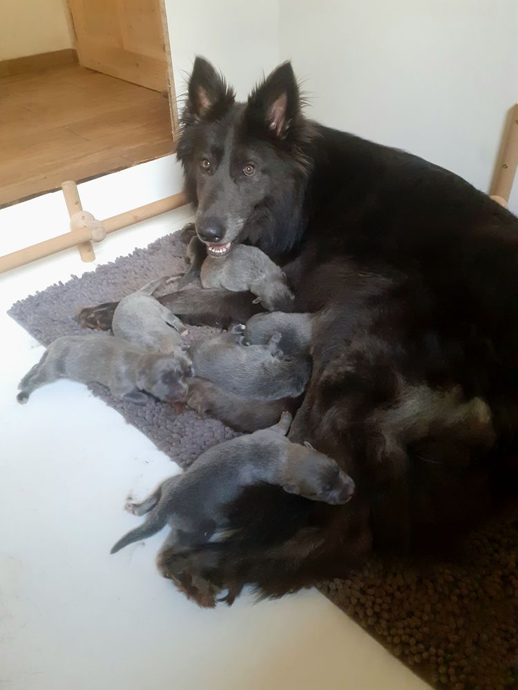 Chiots type chiens loups- Port&eacute;e de 4 m&acirc;les et 4 femelles.
2500 68290 Rimbach-pr�s-masevaux