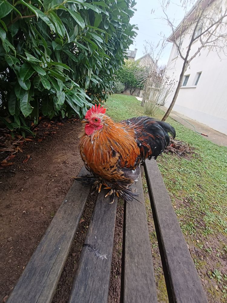 Coq pekin 0 86000 Poitiers