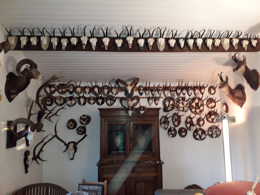 Troph&eacute;es de chasse 500 34970 Lattes