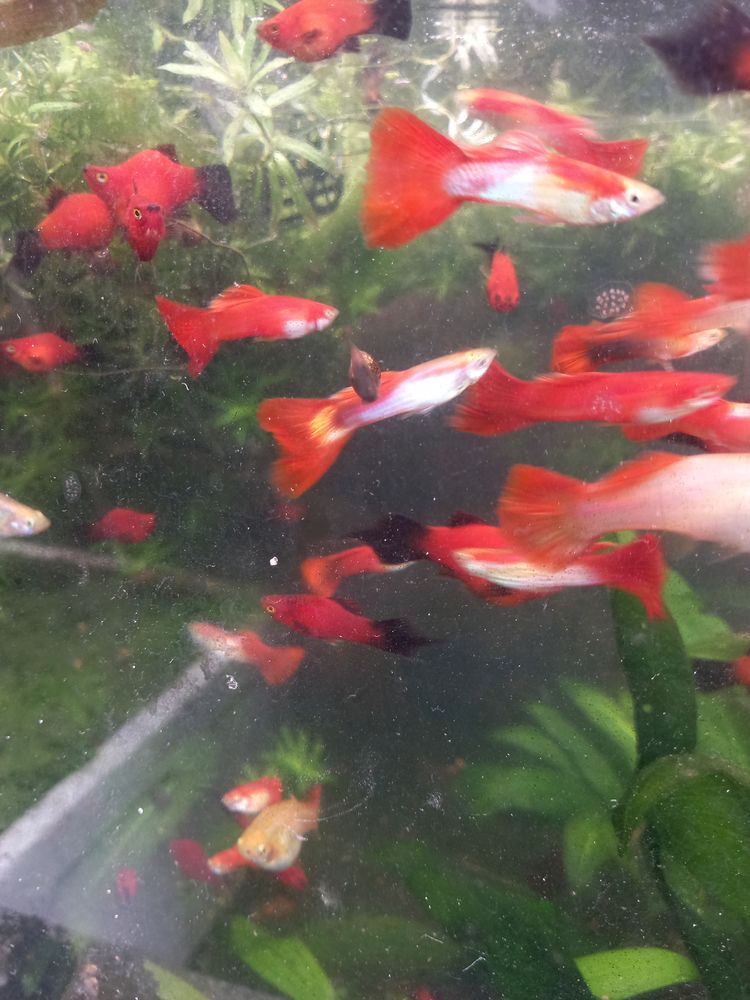 ferme discus barbin . 2 97490 Sainte-clotilde