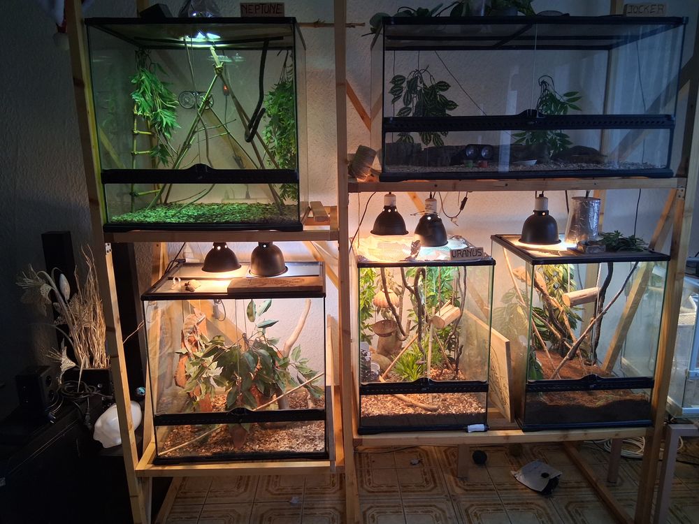 Terrarium complet avec cam&eacute;l&eacute;ons casqu&eacute; du Y&eacute;men 
120 76620 Le havre