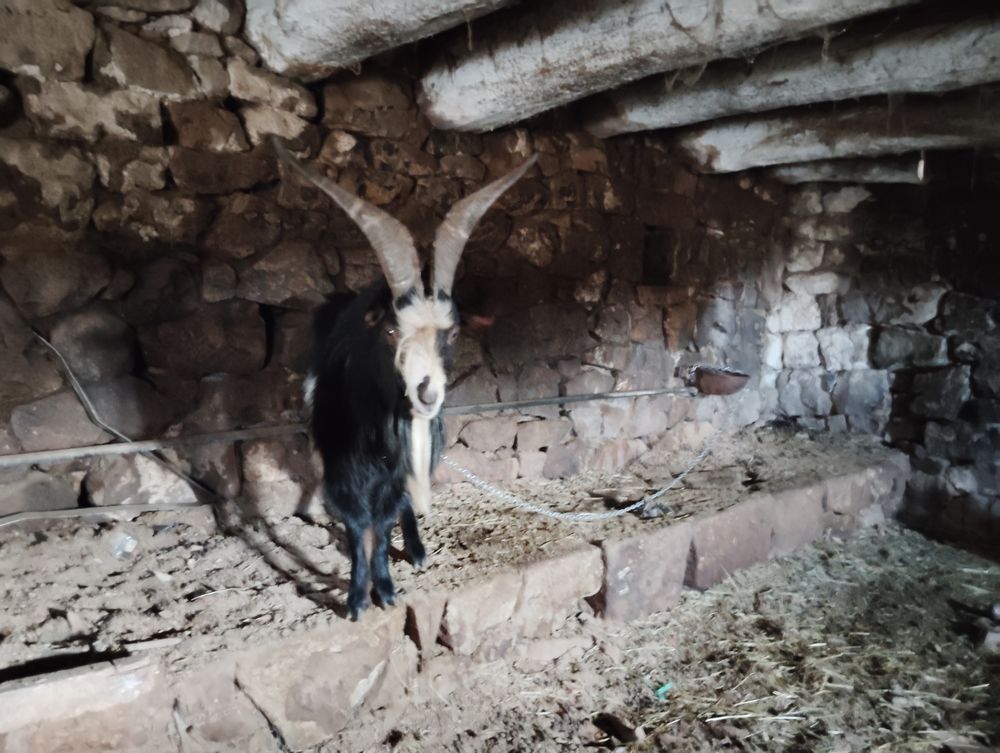 Bouc 0 12460 Huparlac