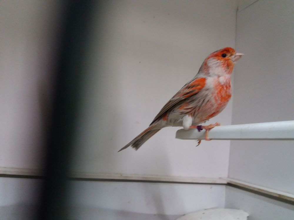 Canaris couleur M&acirc;les ann&eacute;e 2025
35 25000 Besan�on