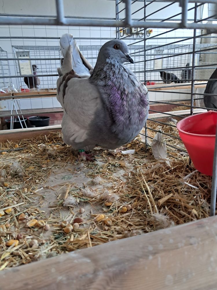 PIGEONS  Mondain 40 56340 Carnac