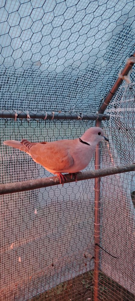 Tourterelle 20 71190 Mesvres