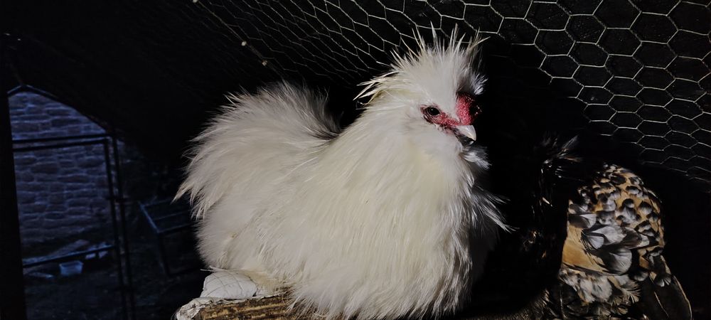 Coq de soie 25 71190 Mesvres