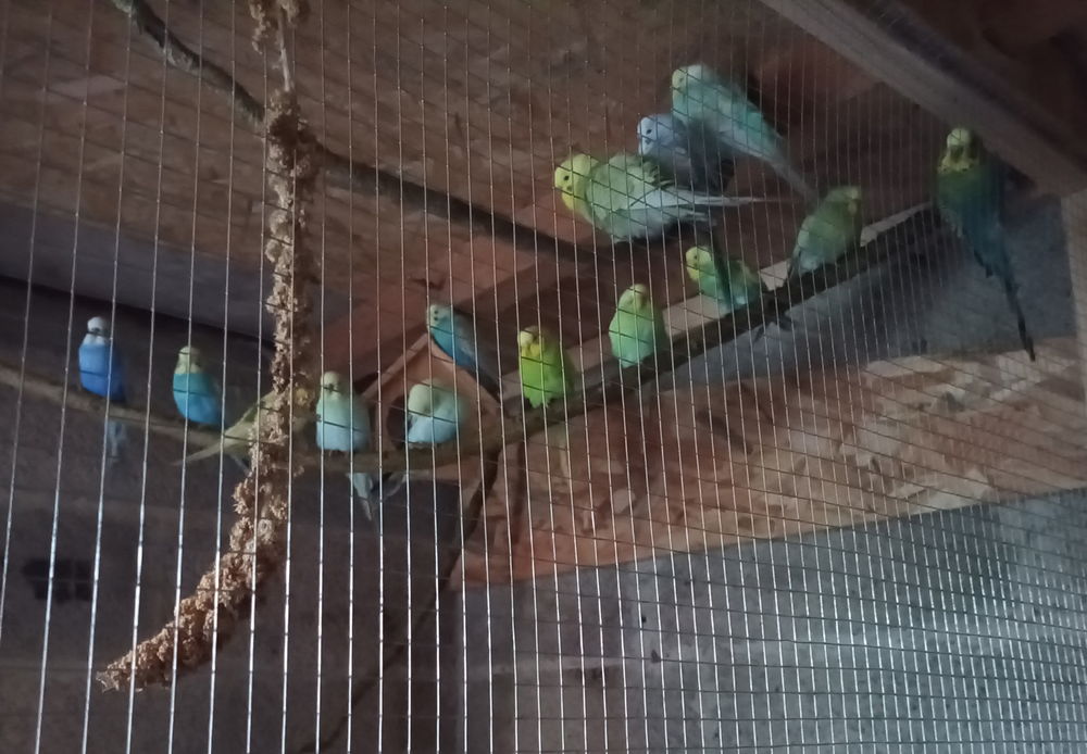 Perruche 
ondul&eacute;e 6 80490 Limeux