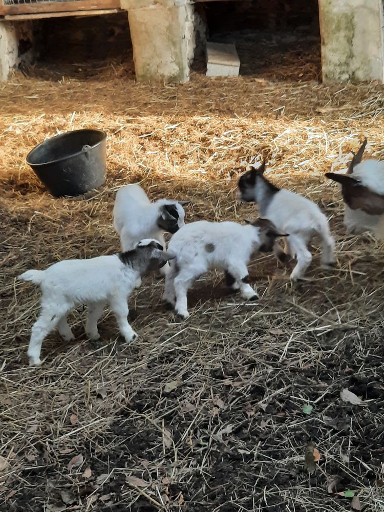 boucs nains 30 49110 Botz-en-mauges