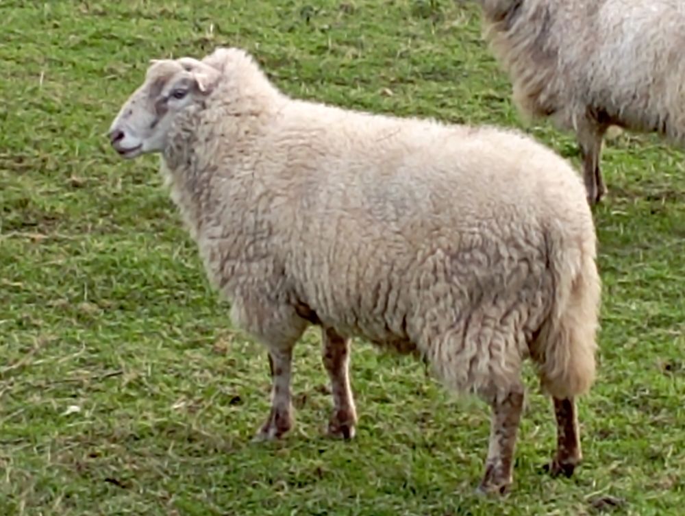 B&ecirc;lier Landes de Bretagne 70 29190 Pleyben