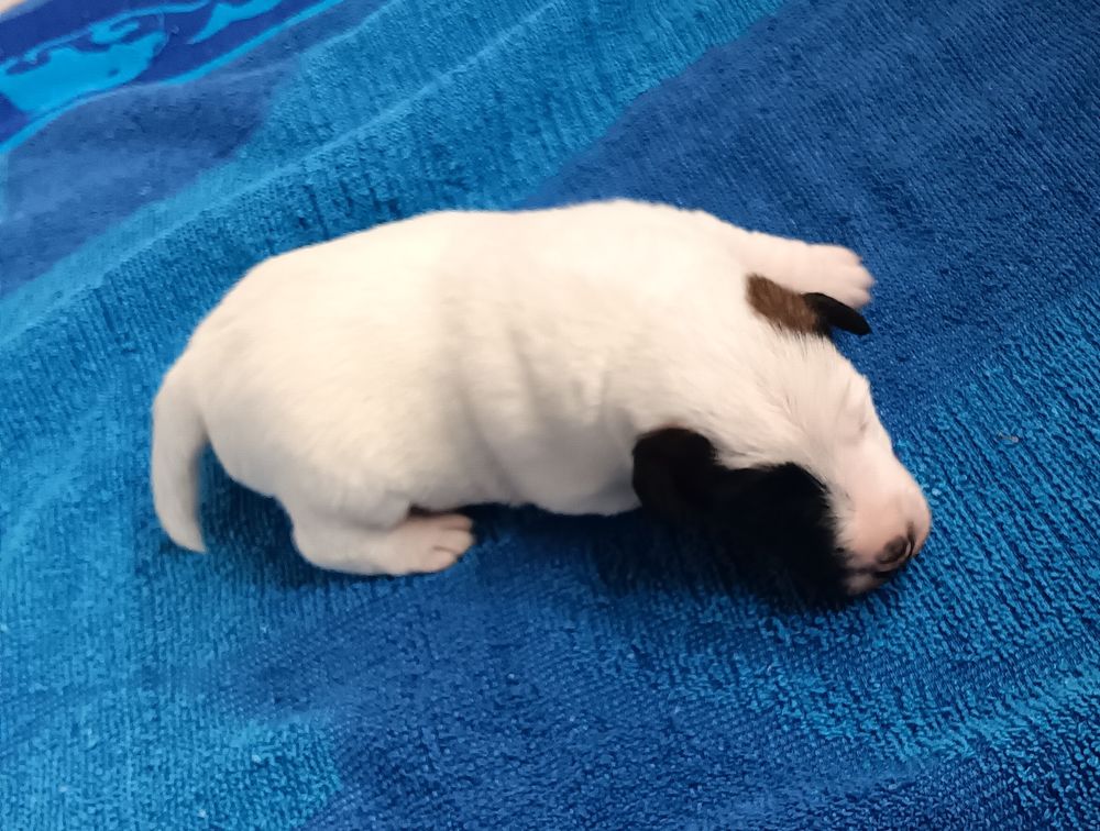 fox terrier poil lisse LOF 1000 77580 Coutevroult