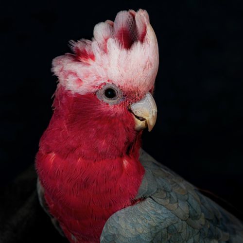 M&acirc;le rosalbin . 
800 46340 Salviac