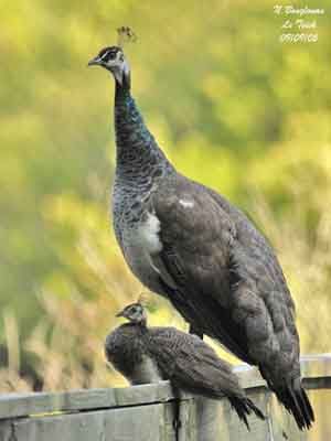 Paons n&eacute; en juillet 2025 50 46340 Salviac