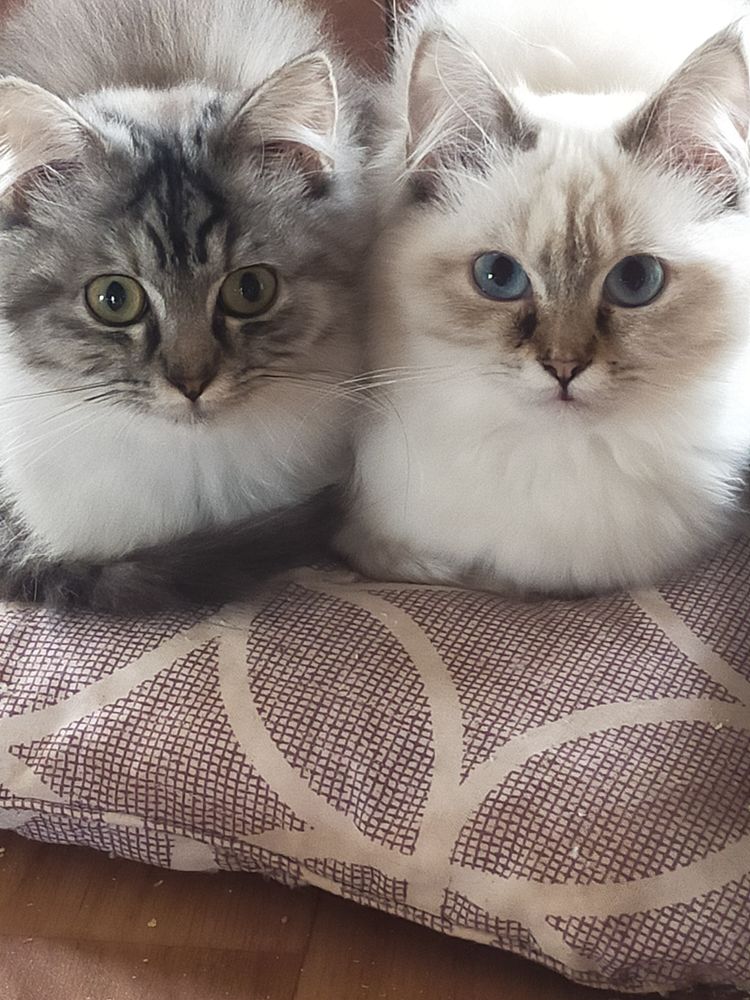 Chatons Persans 750 03100 Montlu�on