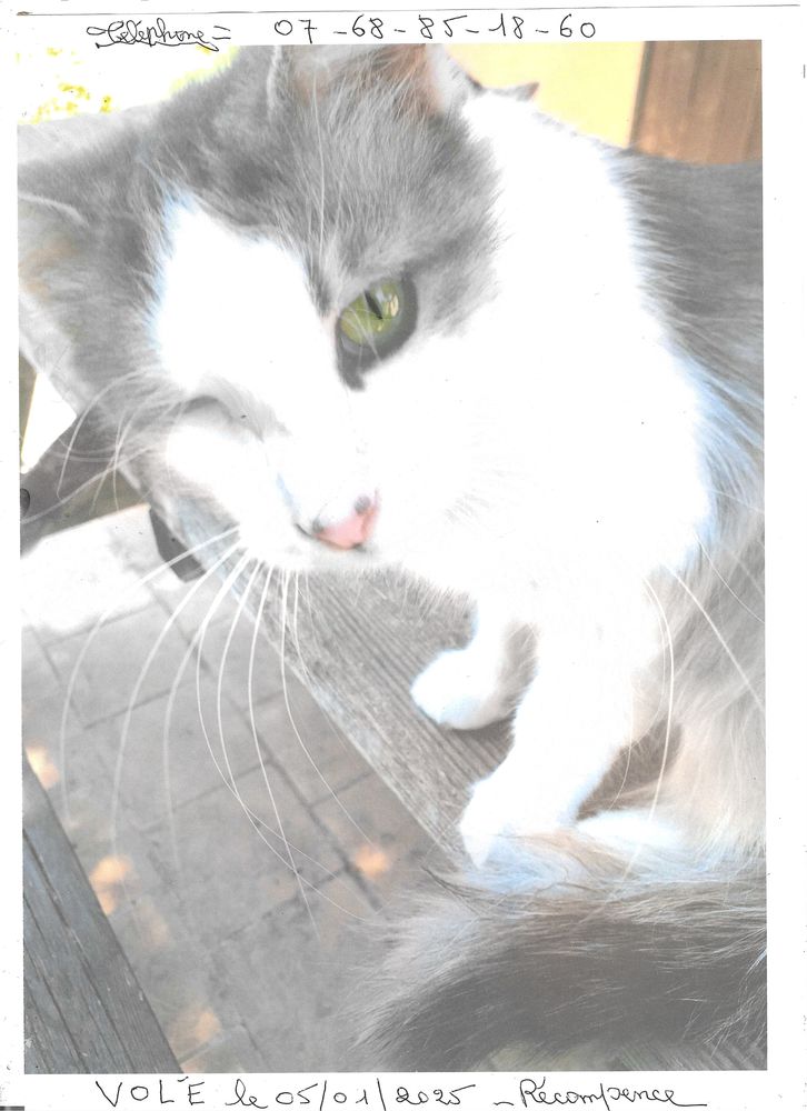 DISPARUE CHATTE LE 05/01/2026 LA BARASSE 13011MaRSEILLE 0 13011 Marseille