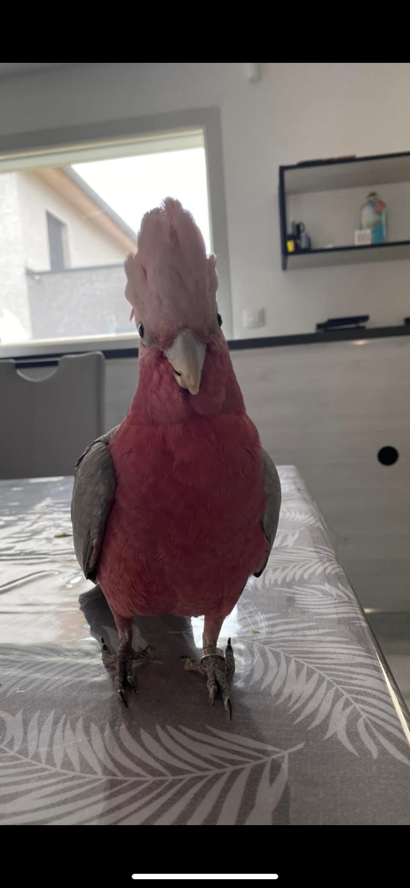 perroquet rosalbin cacatoes 1500 25770 Vaux-les-pr�s