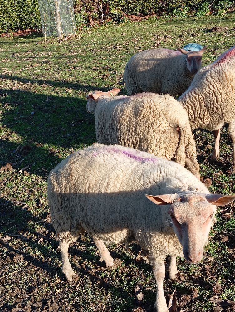 3 agneaux m&acirc;les de 11 mois et 1 agnelle 10 mois 250 14410 Presles