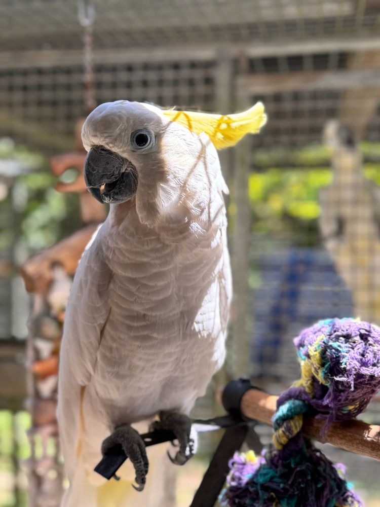 Recherche Cacato&egrave;s &agrave; huppe jaune femelle EAM ou MAN 0 40190 Pujo-le-plan