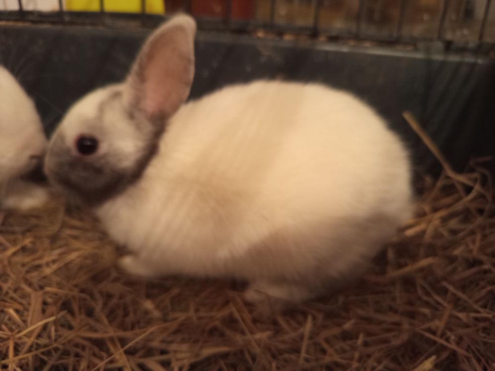 Lapine naine 20 15210 Ydes