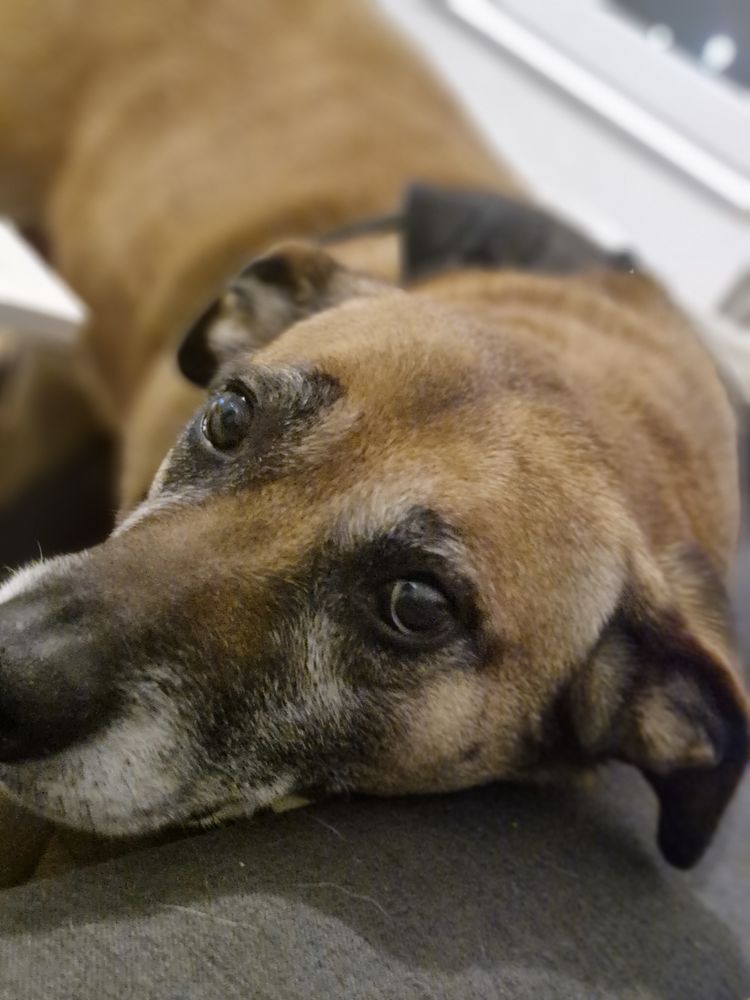 1 femelle de 7 ans a donner obeis protege propre perte urina 0 89400 Migennes