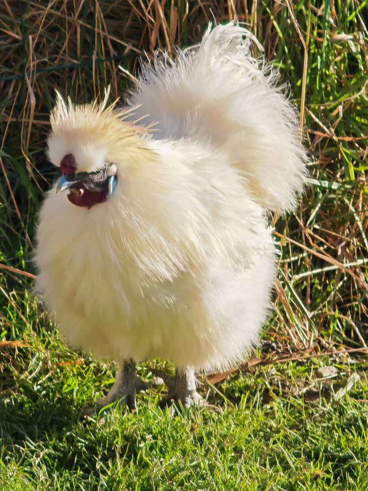  donne coq de soie blanc 0 22350 Saint-maden