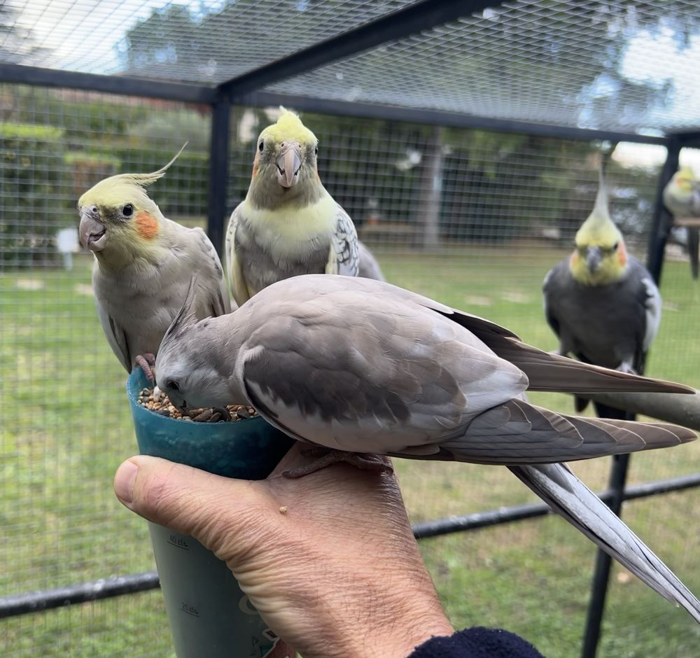 Calopsittes et Croupions 30 26250 Livron-sur-dr�me