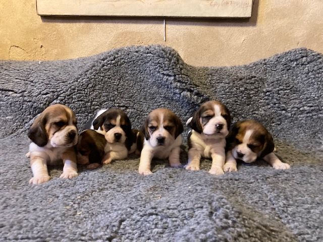 Chiot beagle
900 76110 Grainville-ymauville