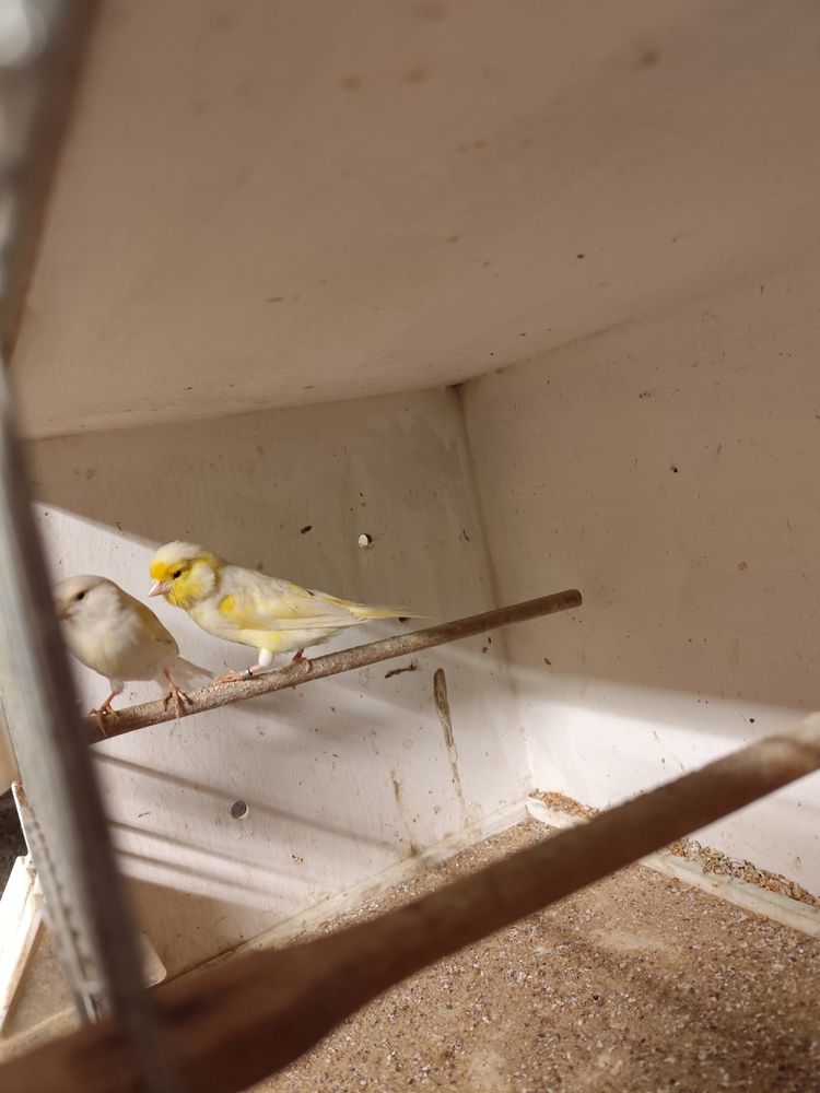 Canaris 20 01090 Montmerle-sur-sa�ne